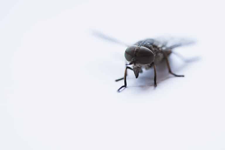 Are Flies Attracted To Urine?