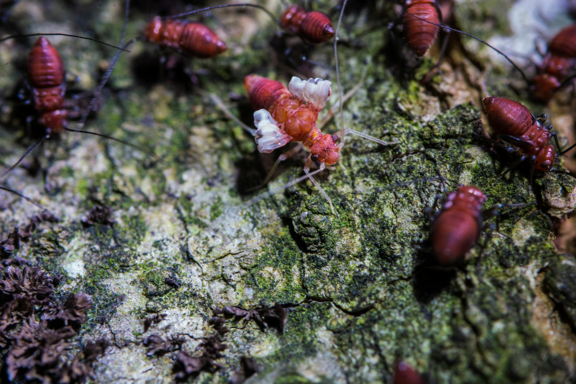 differentiating termites from insects