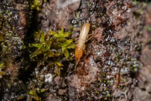 beneficial nematodes termites